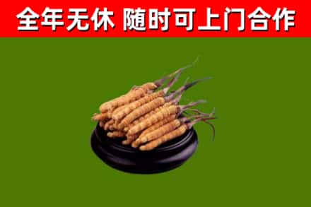龙湖区烟酒回收冬虫夏草.jpg